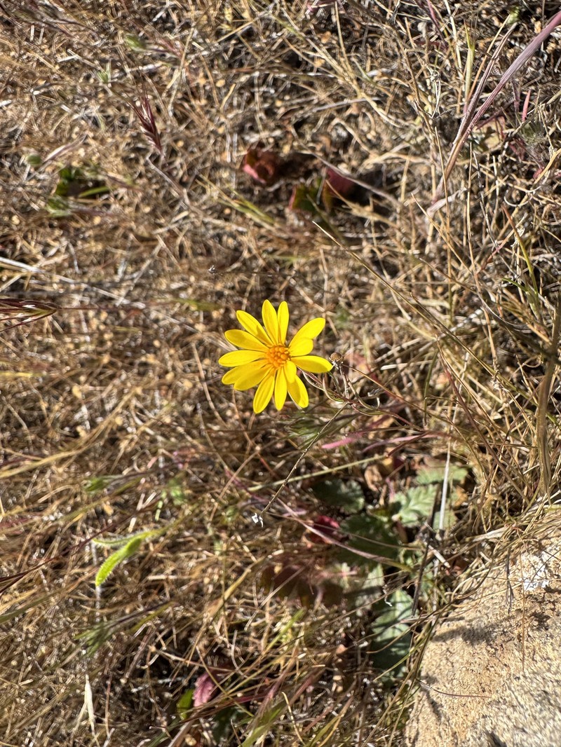 Pentachaeta aurea subsp. aurea photo 7