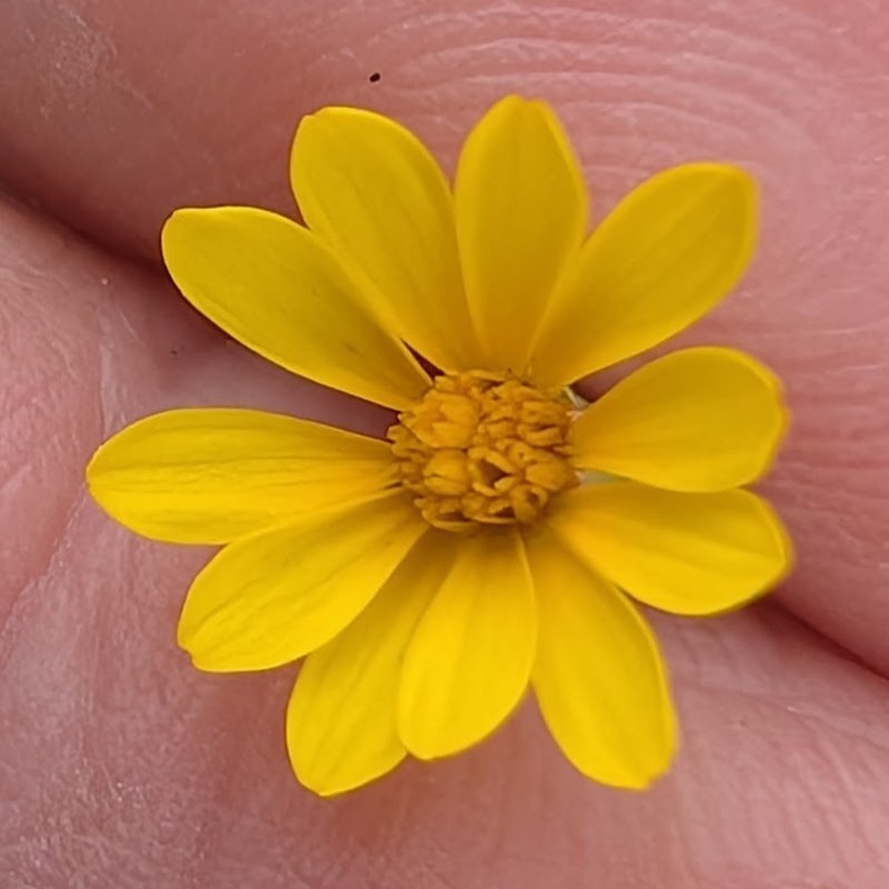 Pentachaeta aurea subsp. aurea photo 8