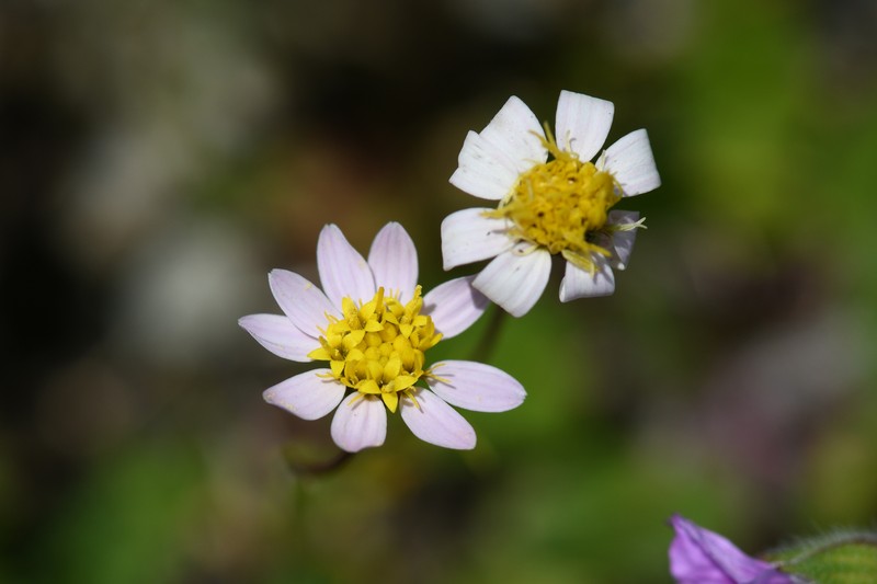 Whiteray Pygmydaisy