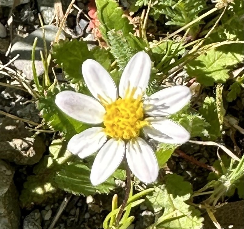 Whiteray Pygmydaisy
