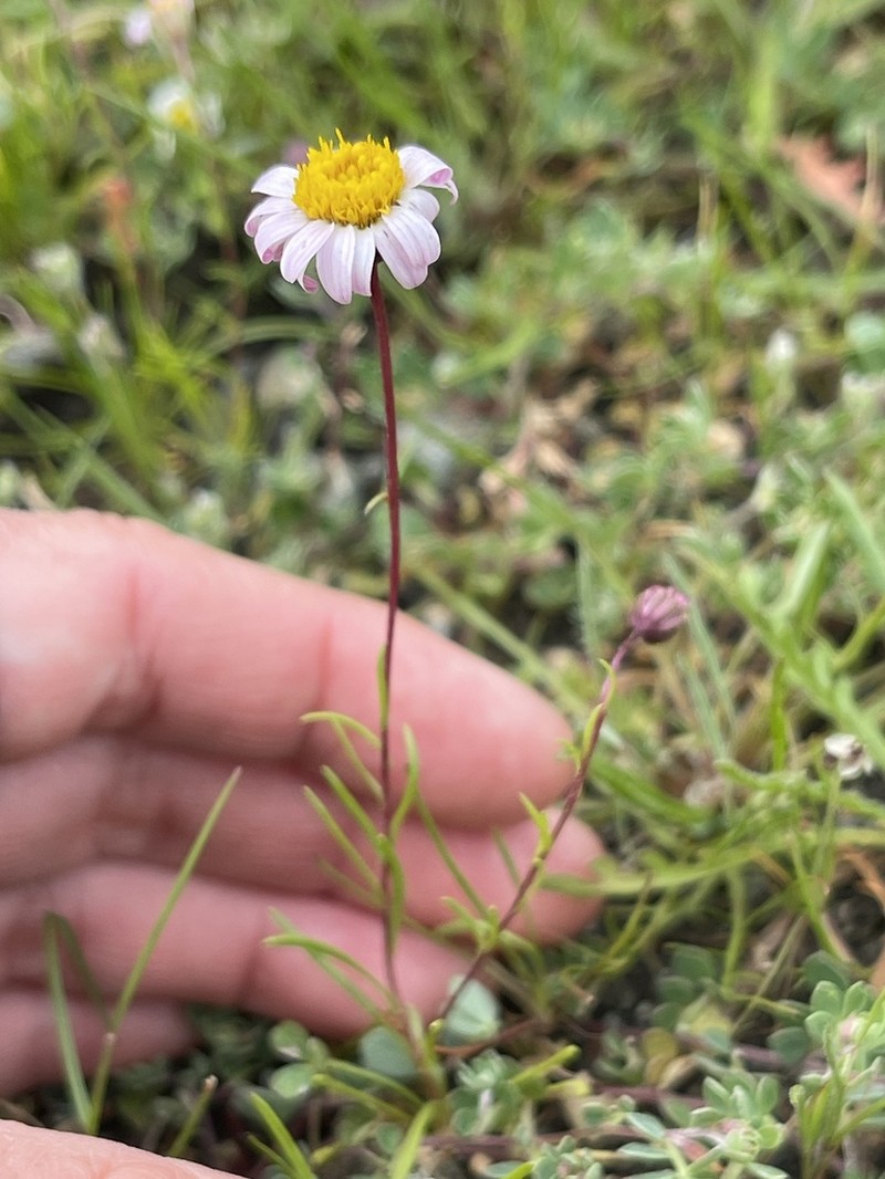 Whiteray Pygmydaisy photo 2