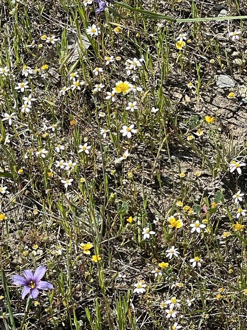 Whiteray Pygmydaisy photo 3