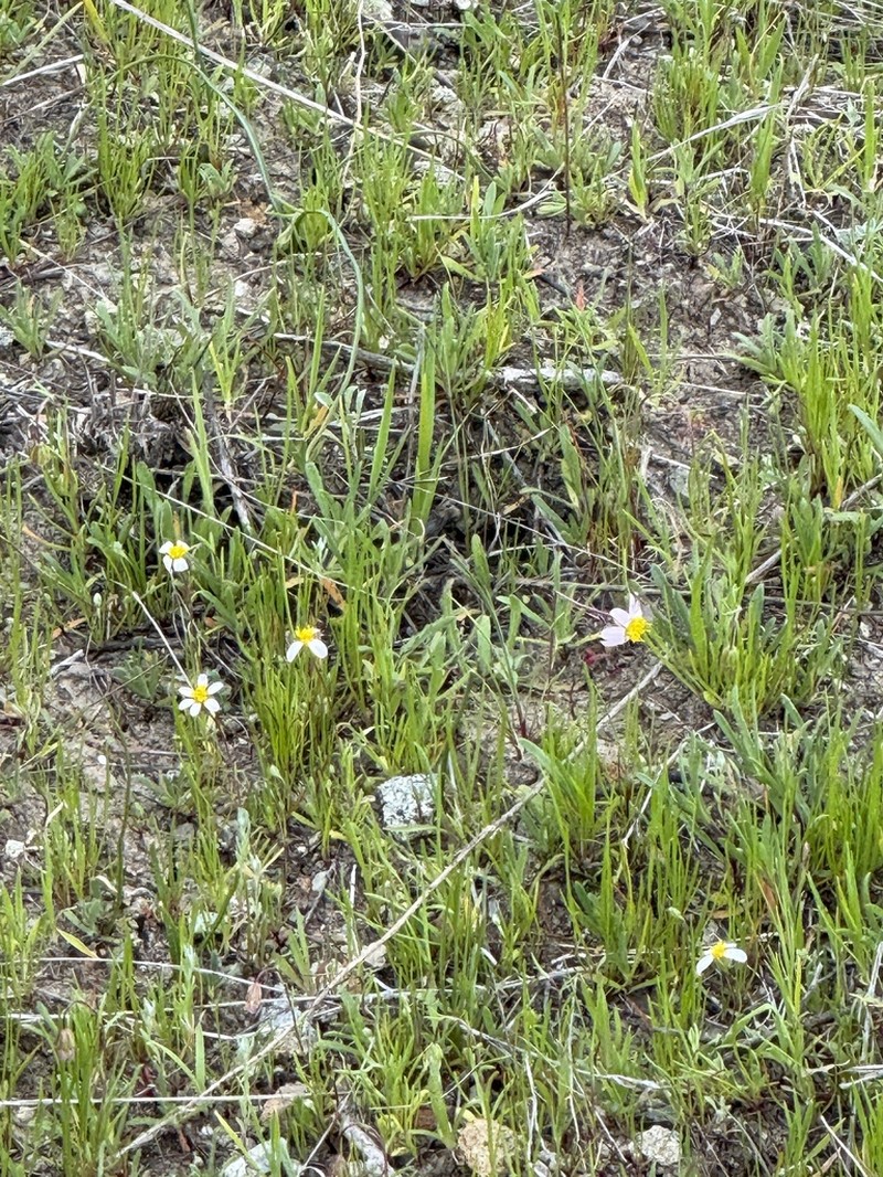 Whiteray Pygmydaisy photo 4