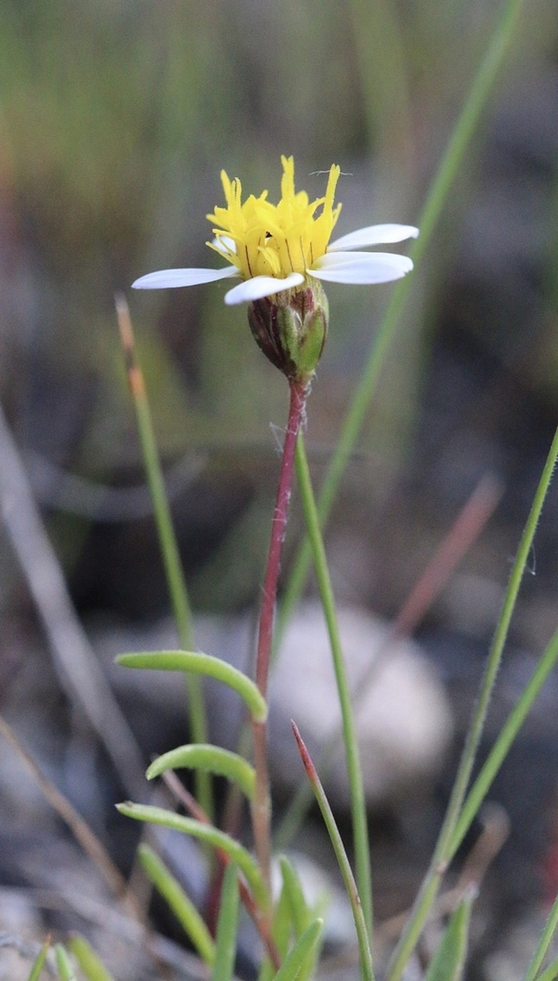 Whiteray Pygmydaisy photo 5
