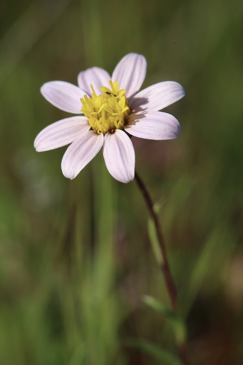 Whiteray Pygmydaisy photo 6