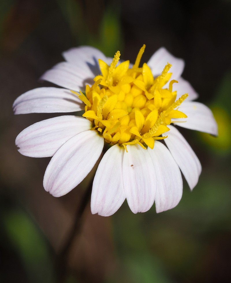 Whiteray Pygmydaisy photo 7