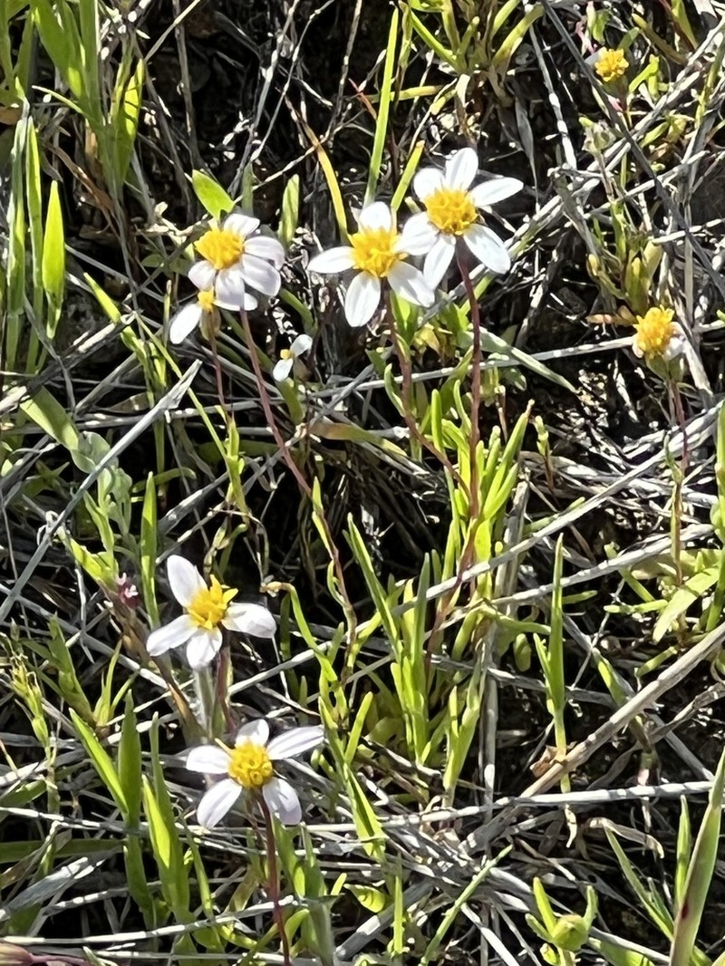 Whiteray Pygmydaisy photo 8