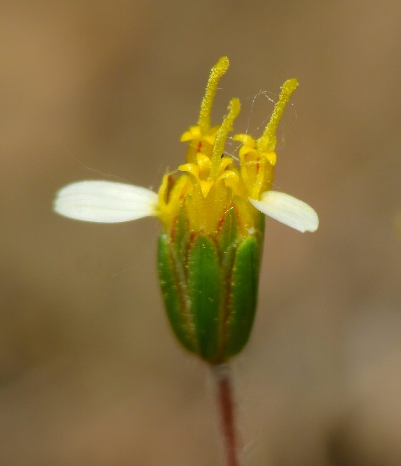 Meager Pygmydaisy