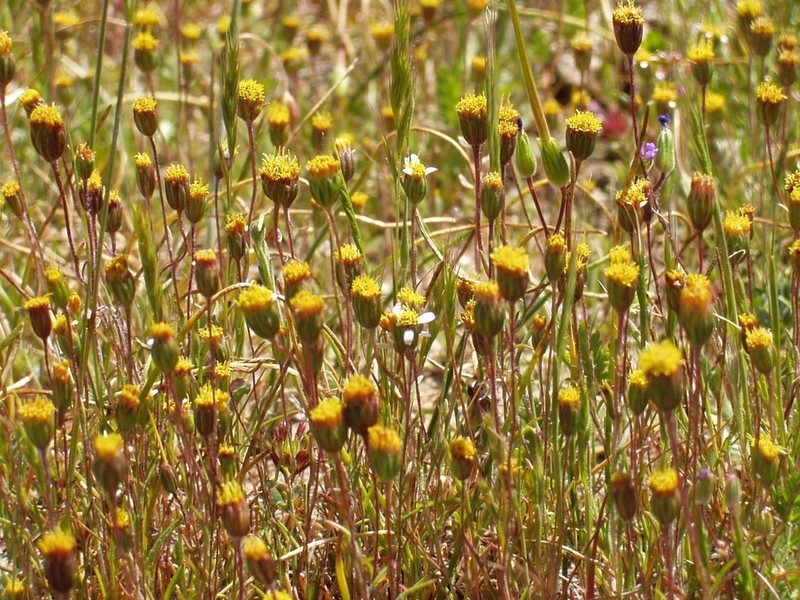 Meager Pygmydaisy photo 2