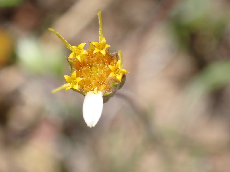 Meager Pygmydaisy photo 3