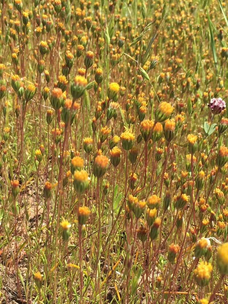 Meager Pygmydaisy photo 4