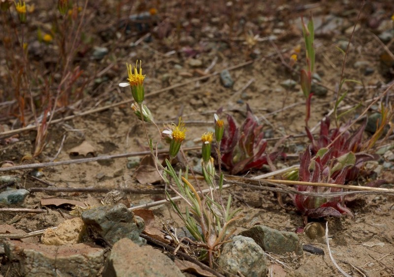 Meager Pygmydaisy photo 5
