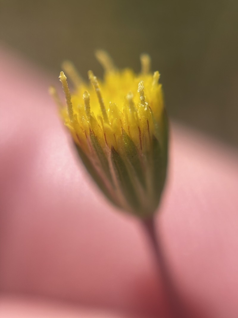 Meager Pygmydaisy photo 6