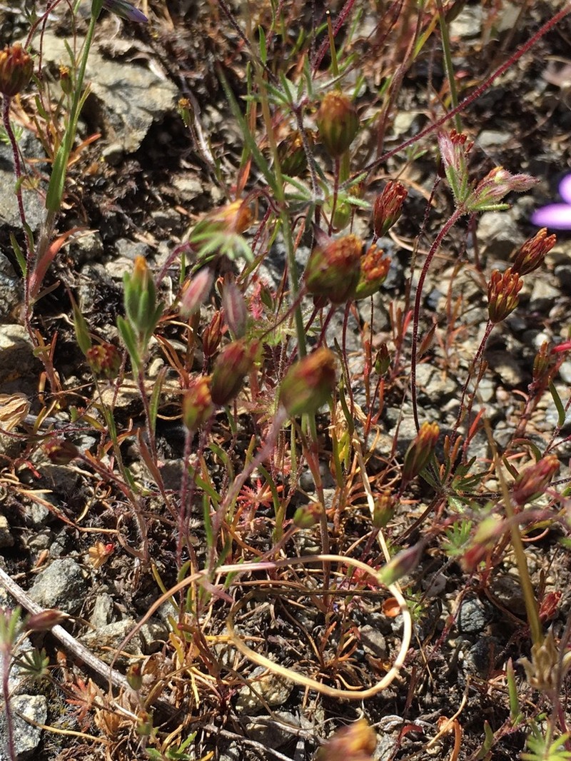 Meager Pygmydaisy photo 7