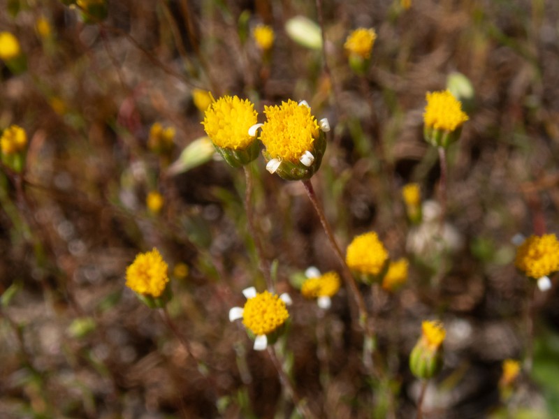 Pentachaeta exilis subsp. aeolica