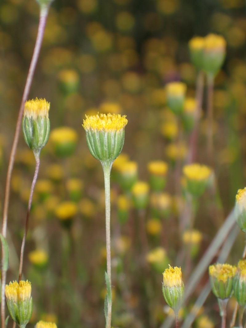 Pentachaeta exilis subsp. aeolica photo 2
