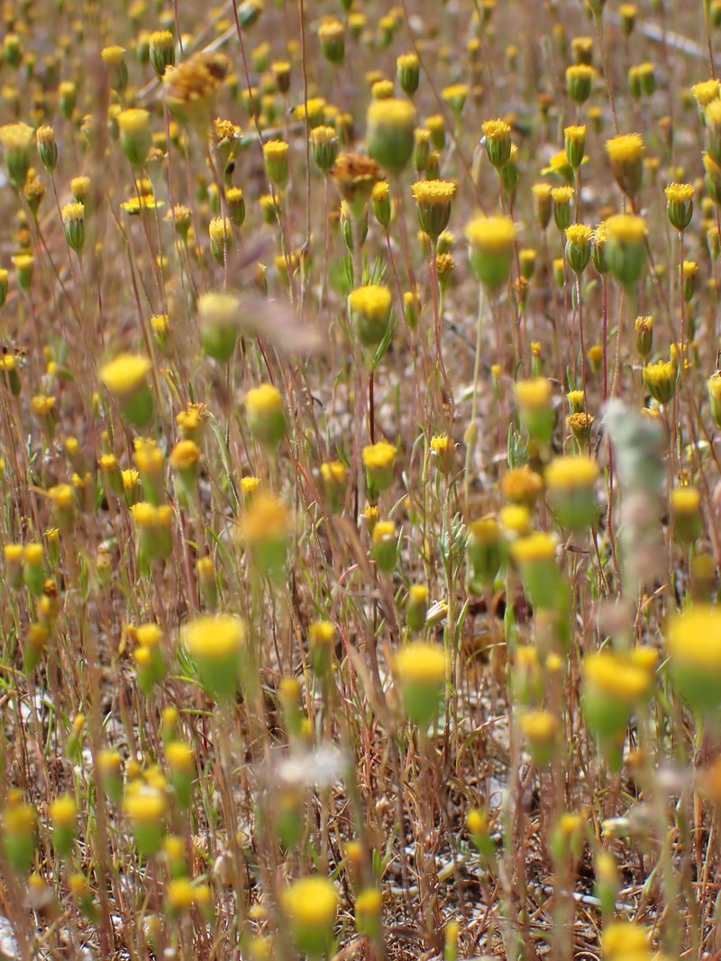 Pentachaeta exilis subsp. aeolica photo 3