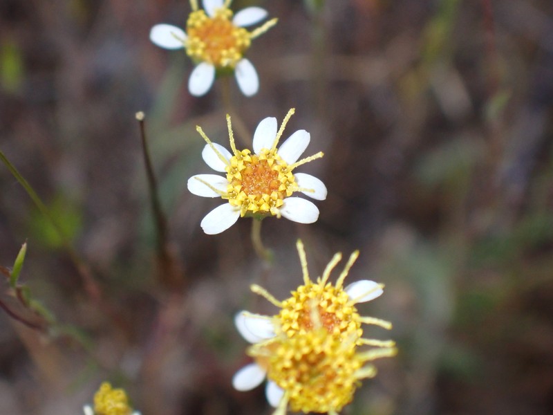 Pentachaeta exilis subsp. aeolica photo 4