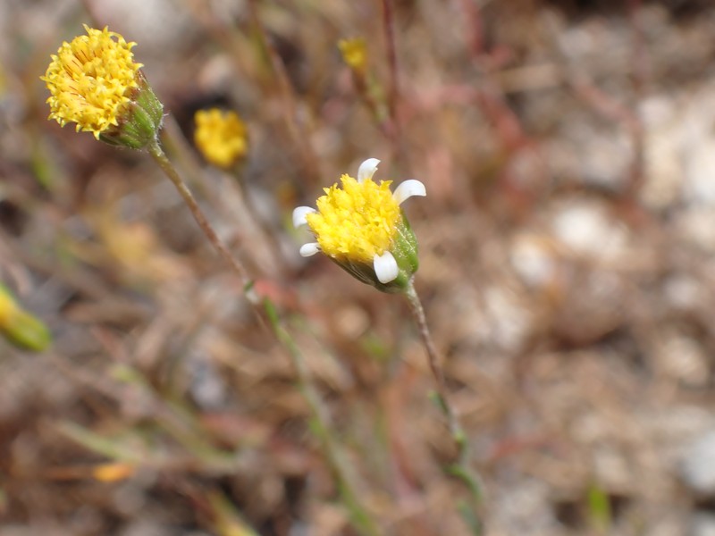 Pentachaeta exilis subsp. aeolica photo 5