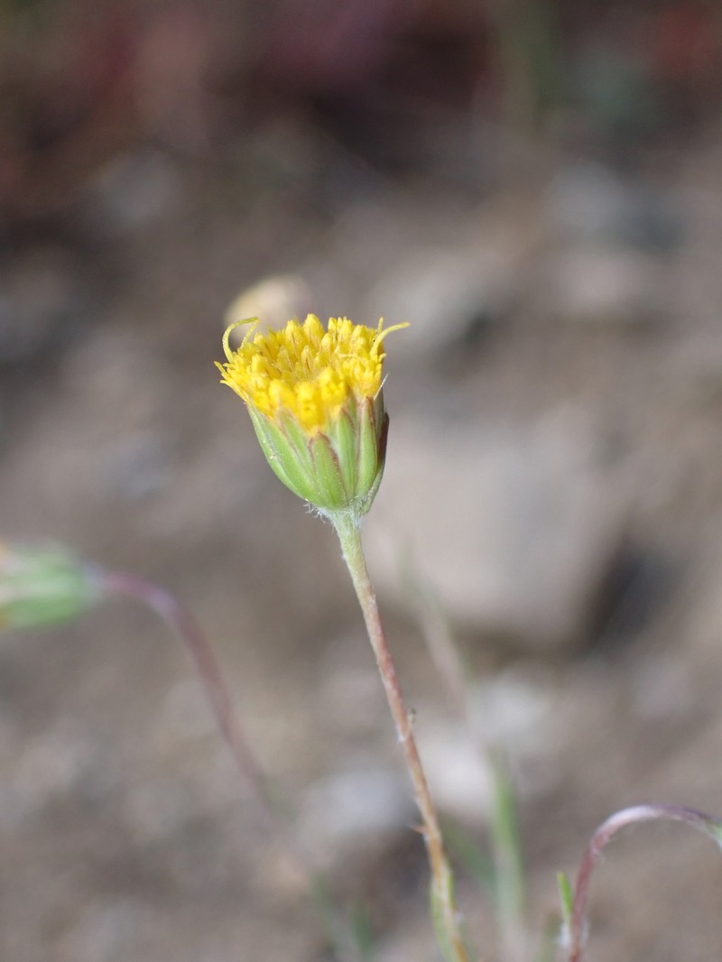 Pentachaeta exilis subsp. aeolica photo 6