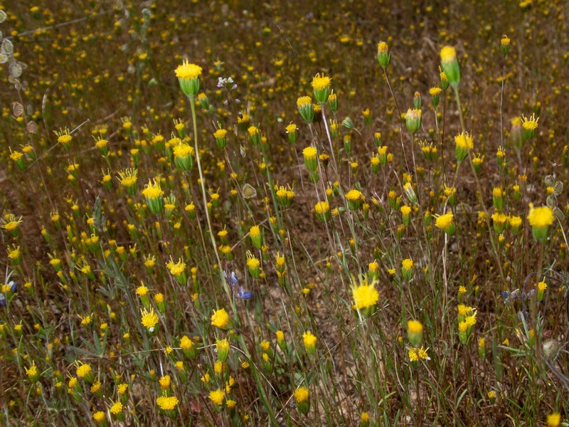 Pentachaeta exilis subsp. aeolica photo 7
