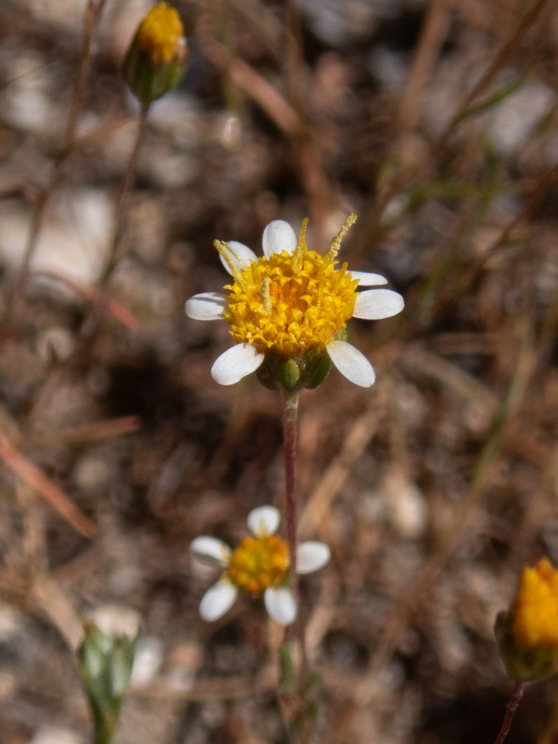 Pentachaeta exilis subsp. aeolica photo 8