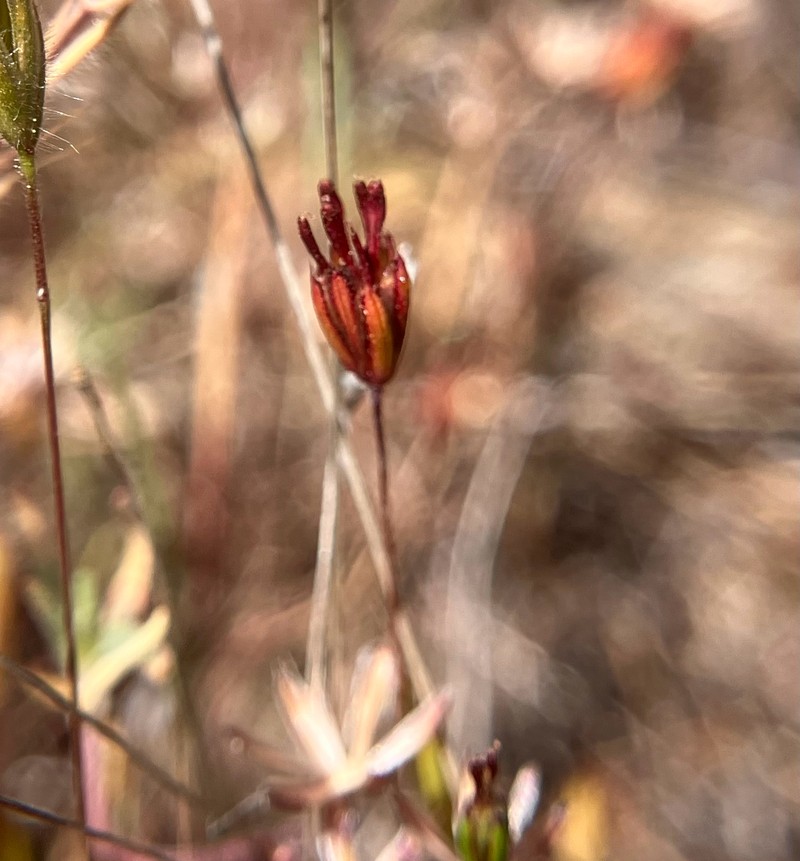 Pentachaeta exilis subsp. exilis