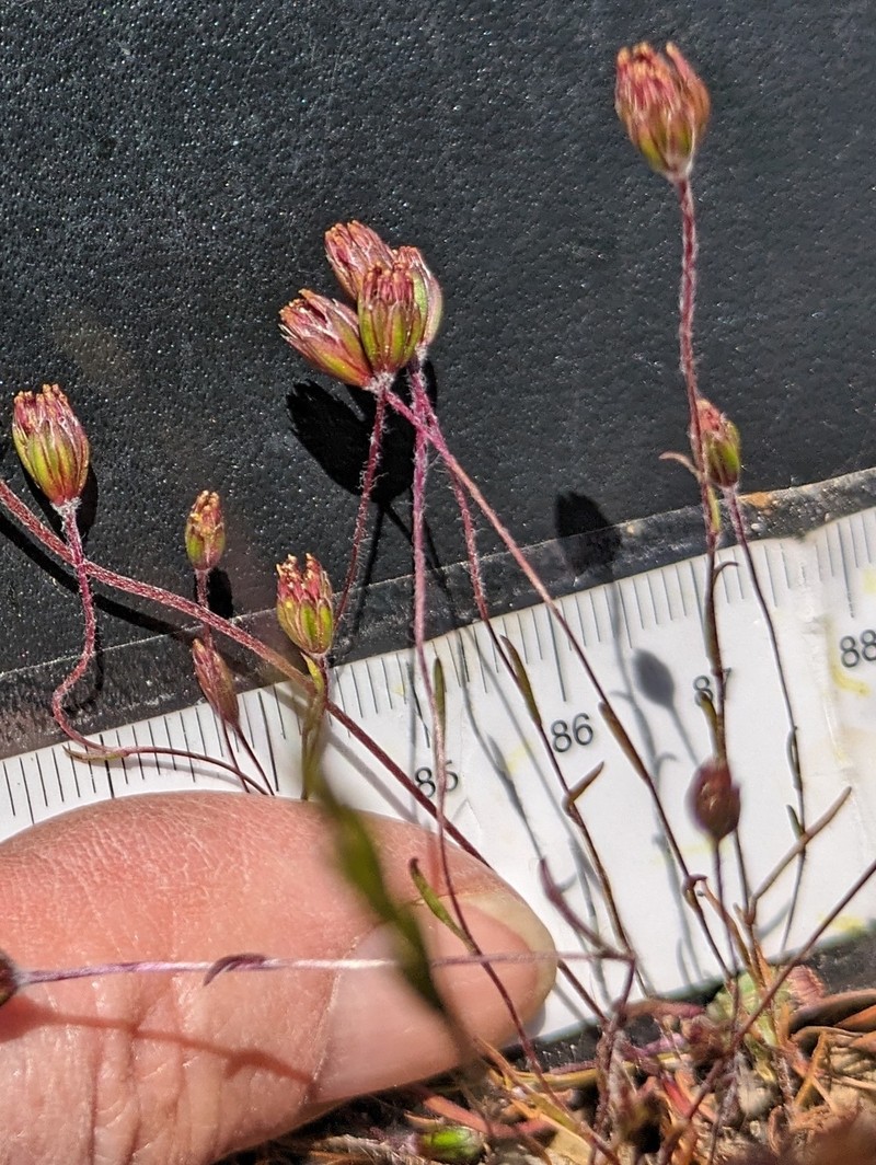 Pentachaeta exilis subsp. exilis photo 2
