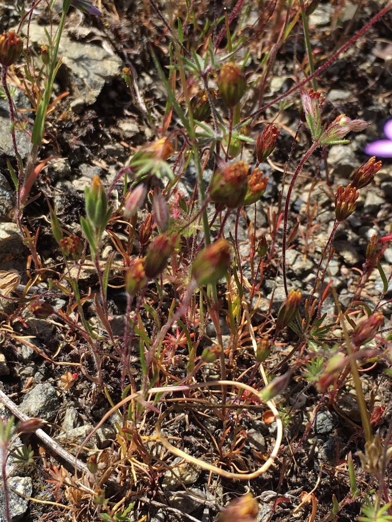 Pentachaeta exilis subsp. exilis photo 3