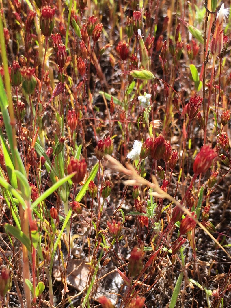 Pentachaeta exilis subsp. exilis photo 4