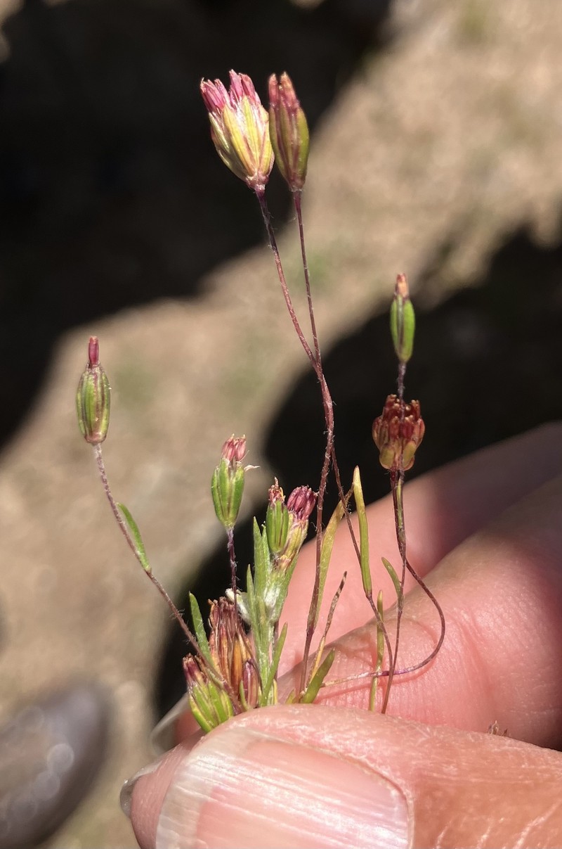 Pentachaeta exilis subsp. exilis photo 5