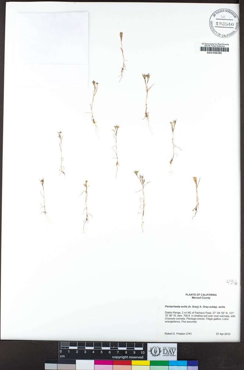 Pentachaeta exilis subsp. exilis photo 6