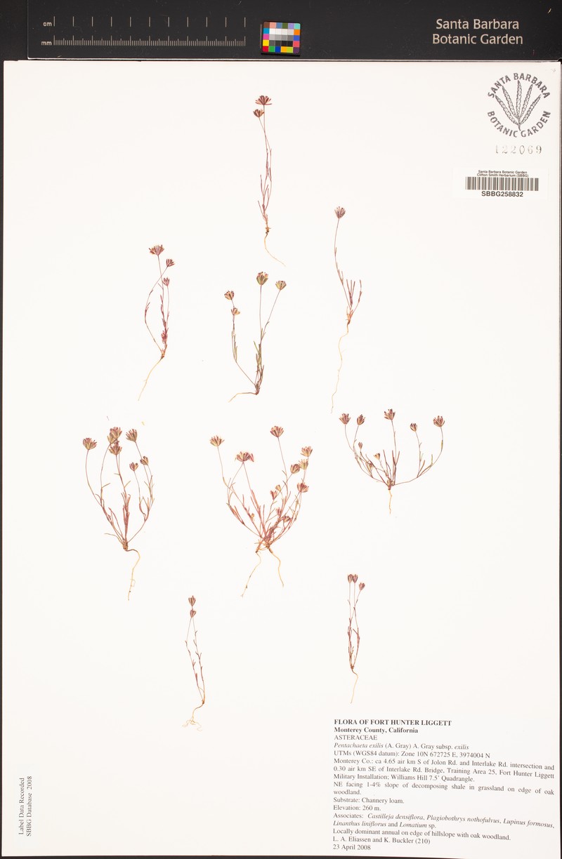 Pentachaeta exilis subsp. exilis photo 7