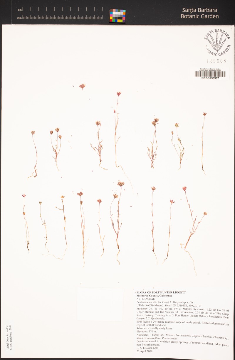 Pentachaeta exilis subsp. exilis photo 8