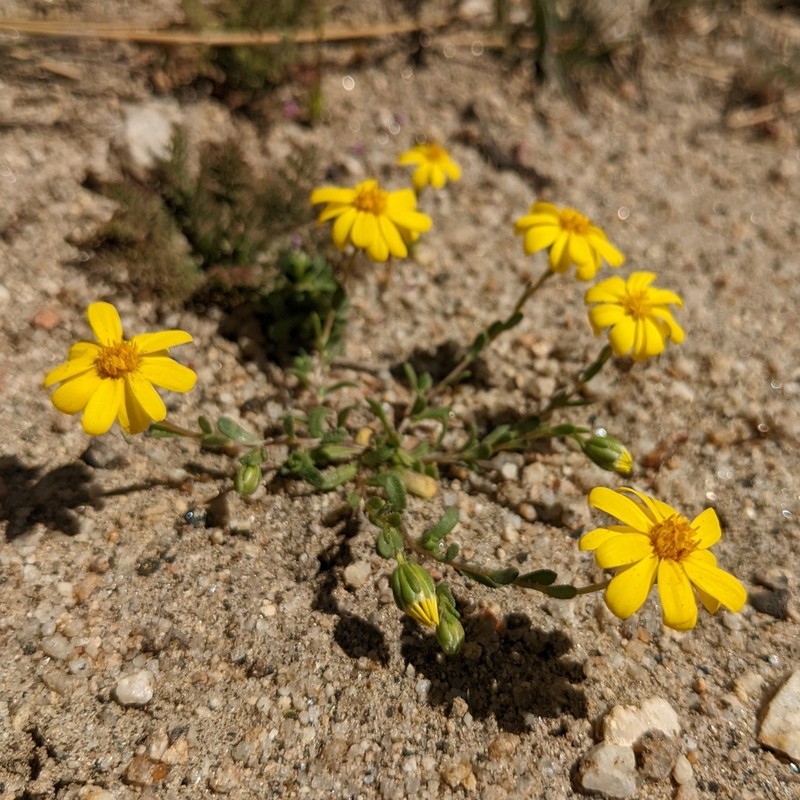 Fragile Pygmydaisy