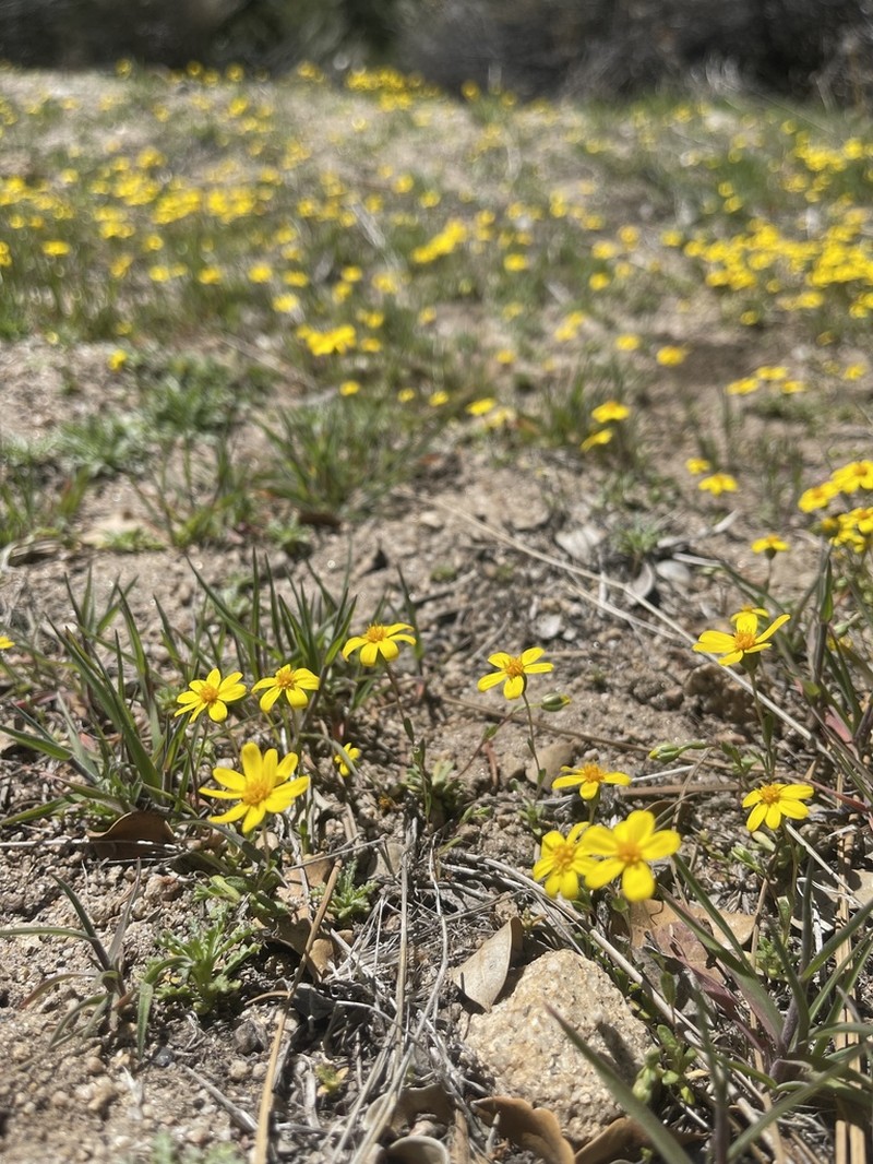 Fragile Pygmydaisy photo 2