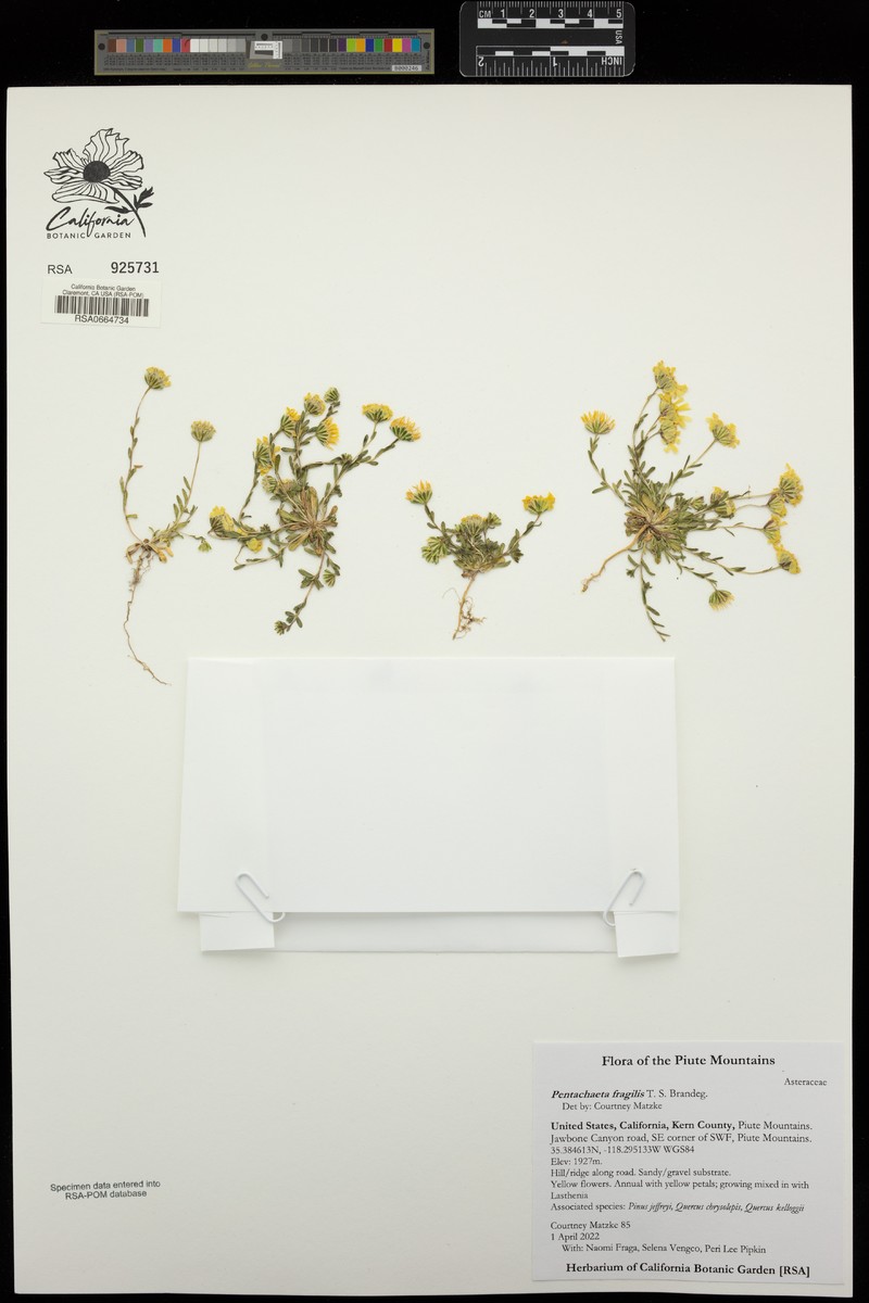 Fragile Pygmydaisy photo 3
