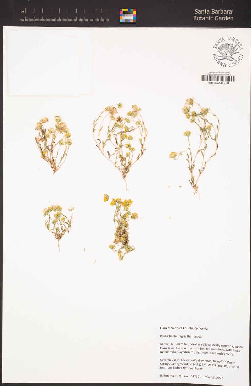 Fragile Pygmydaisy photo 4
