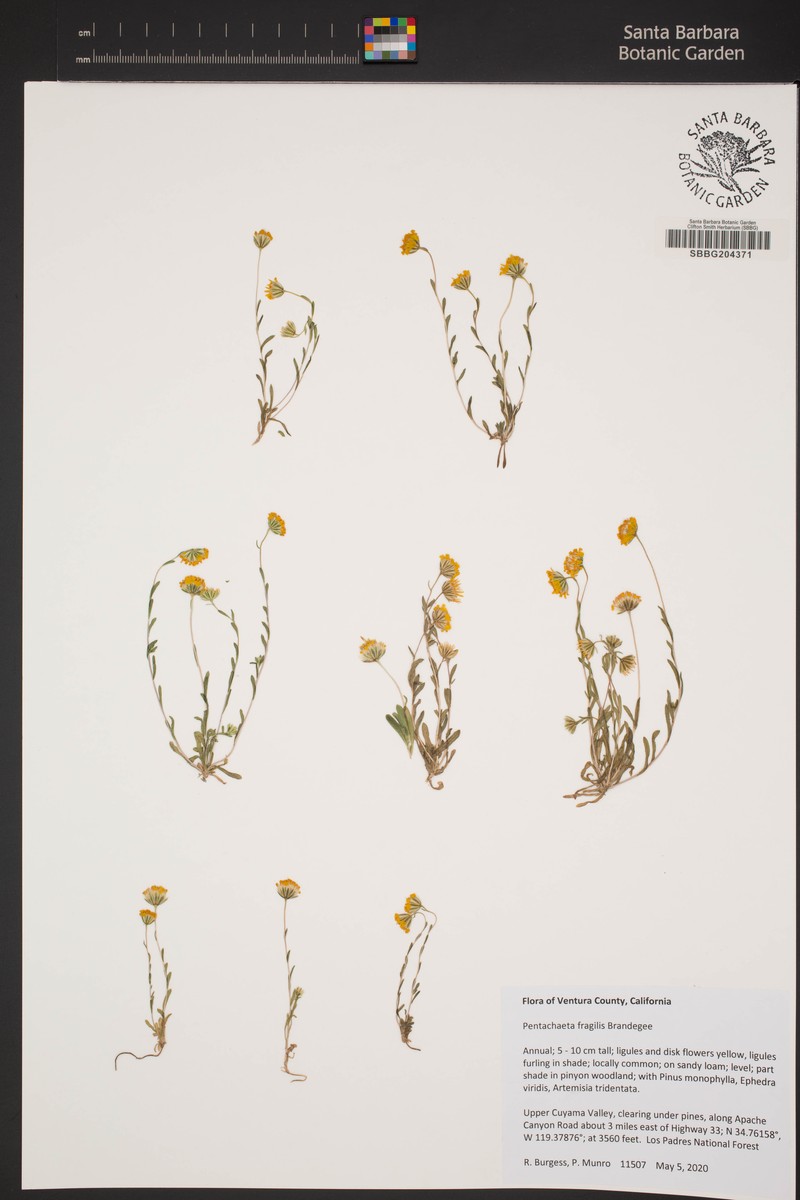 Fragile Pygmydaisy photo 5