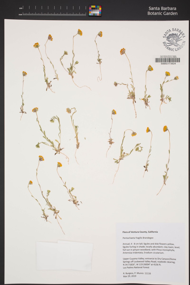 Fragile Pygmydaisy photo 6
