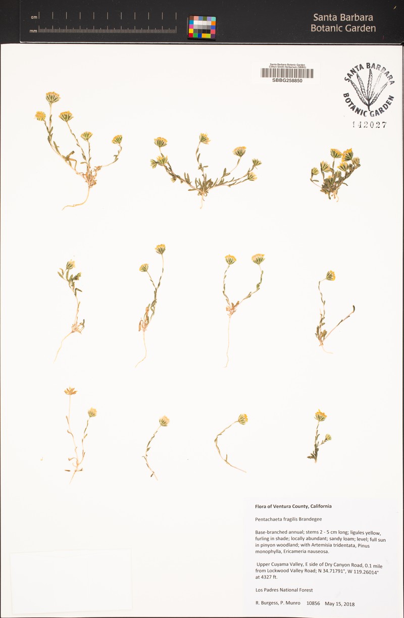 Fragile Pygmydaisy photo 7