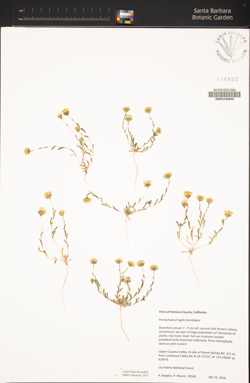 Fragile Pygmydaisy photo 8