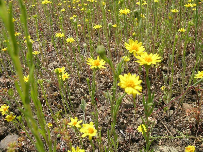 Lyon's Pygmydaisy photo 4