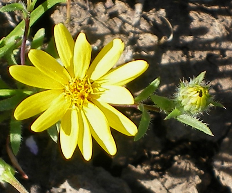 Lyon's Pygmydaisy