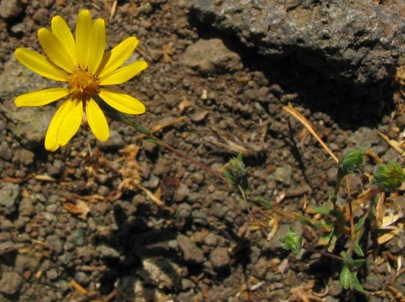 Lyon's Pygmydaisy photo 5
