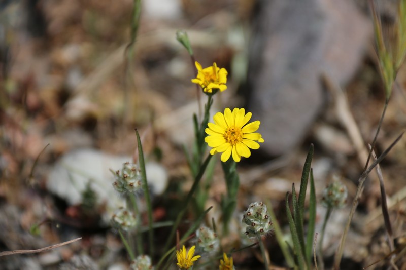 Lyon's Pygmydaisy photo 2