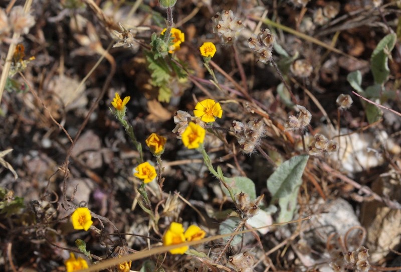 Lyon's Pygmydaisy