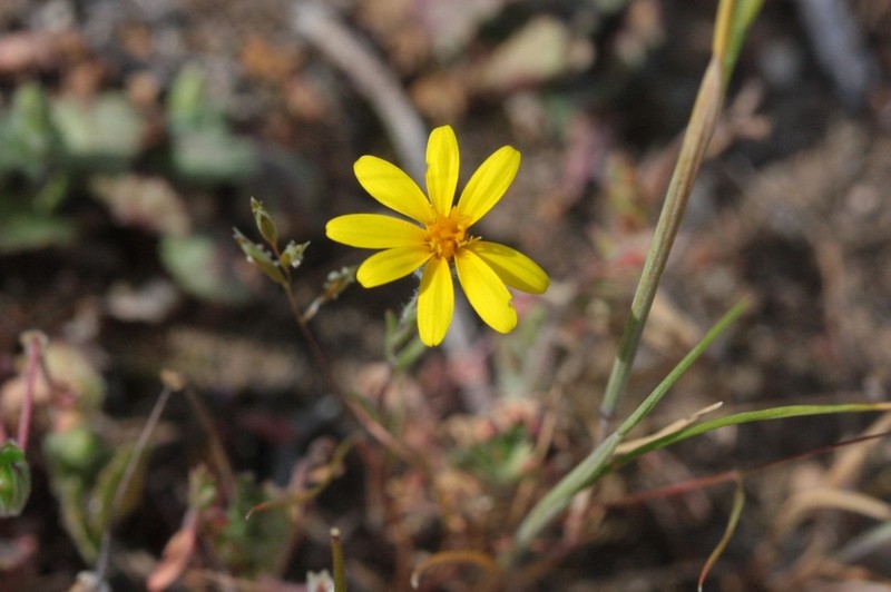 Lyon's Pygmydaisy photo 2