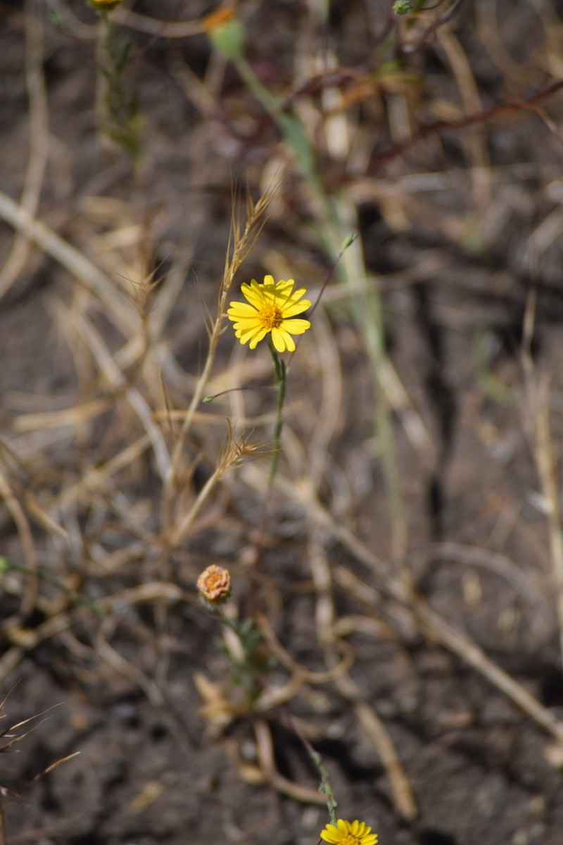 Lyon's Pygmydaisy photo 3