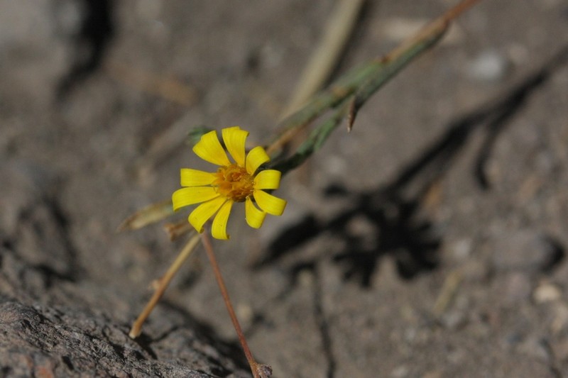Lyon's Pygmydaisy photo 5
